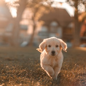 Grooming & Care
